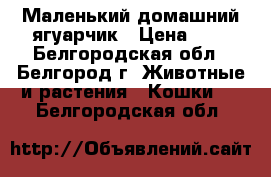 Маленький домашний ягуарчик › Цена ­ 1 - Белгородская обл., Белгород г. Животные и растения » Кошки   . Белгородская обл.